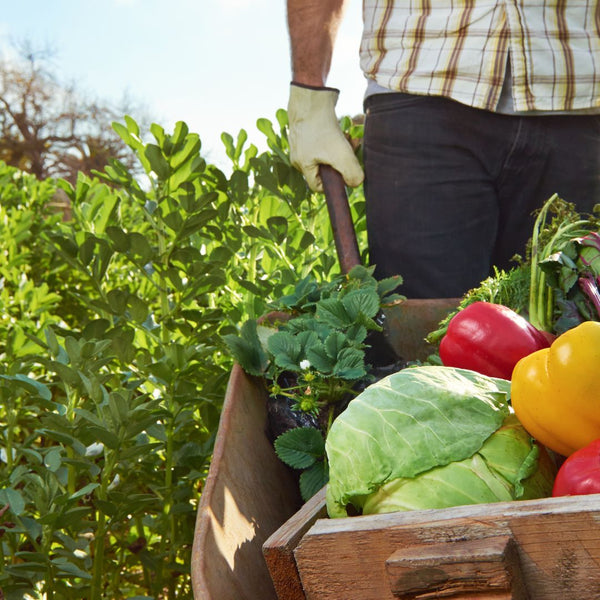 The Top 5 Benefits of Choosing Organic Meal Prep in Central Florida