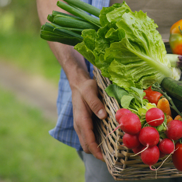 Why Farm-Fresh Organic Meal Prep Is Changing the Way Daytona & Orlando Eat